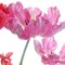 Parrot Tulips Poster Print by Judy Stalus - Item # VARPDXS1505D